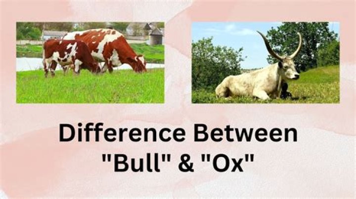 Whats the difference between a bull and an oxen?
