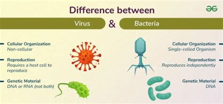 Whats the difference between protist and animals?