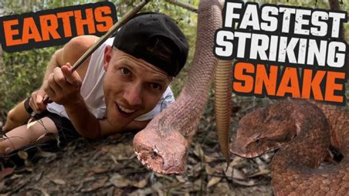 Whats the fastest striking snake?