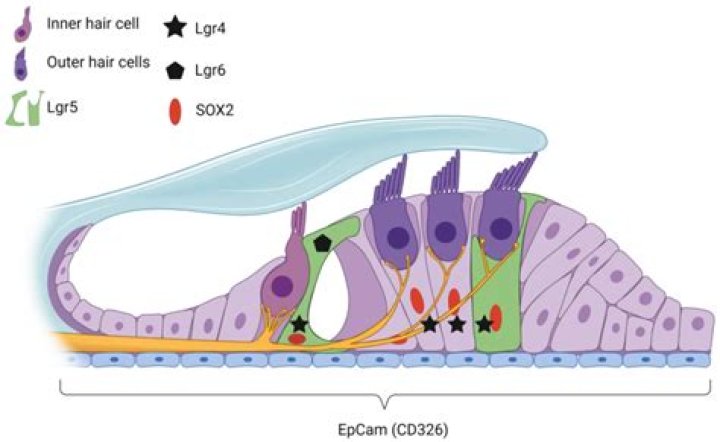 Whats the function of cochlear nerve?