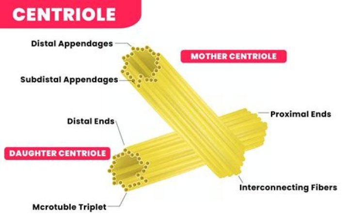 Whats the job of a centriole?
