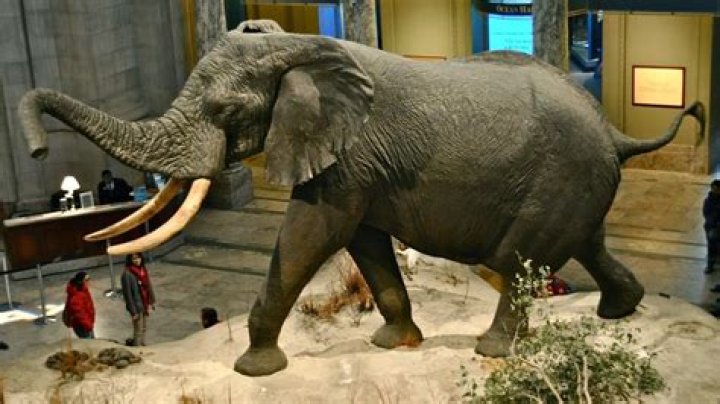 Whats the largest elephant subspecies?