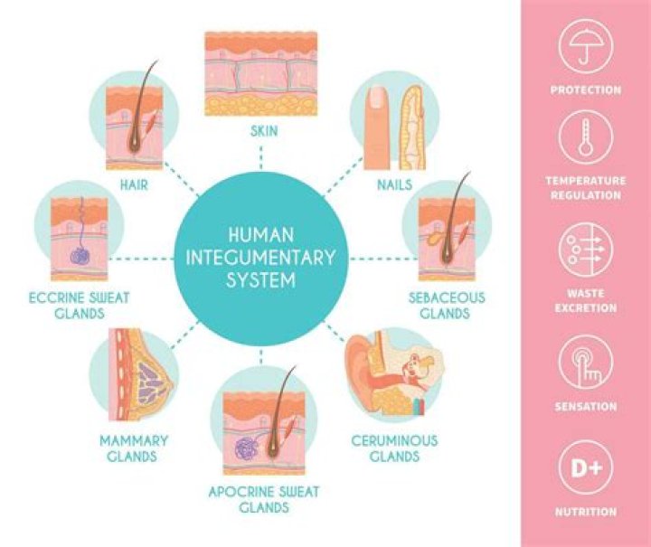 Whats the main function of the integumentary system?