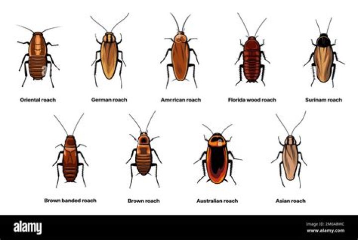 What's the meaning of cafard?