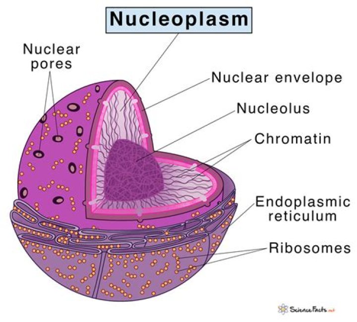 Whats the meaning of nucleoplasm?