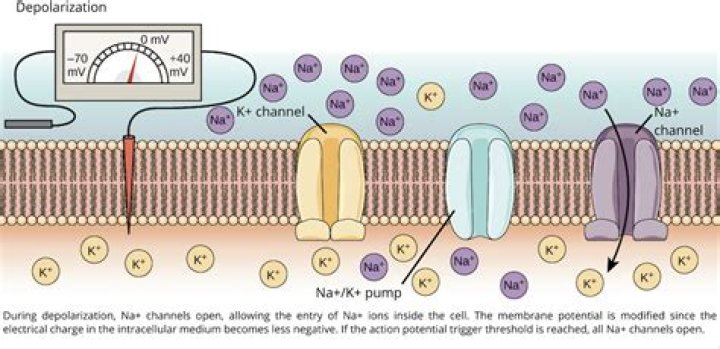 Whats the opposite of depolarization?