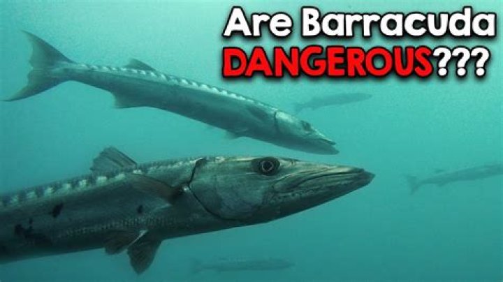 Whats the plural for barracuda?