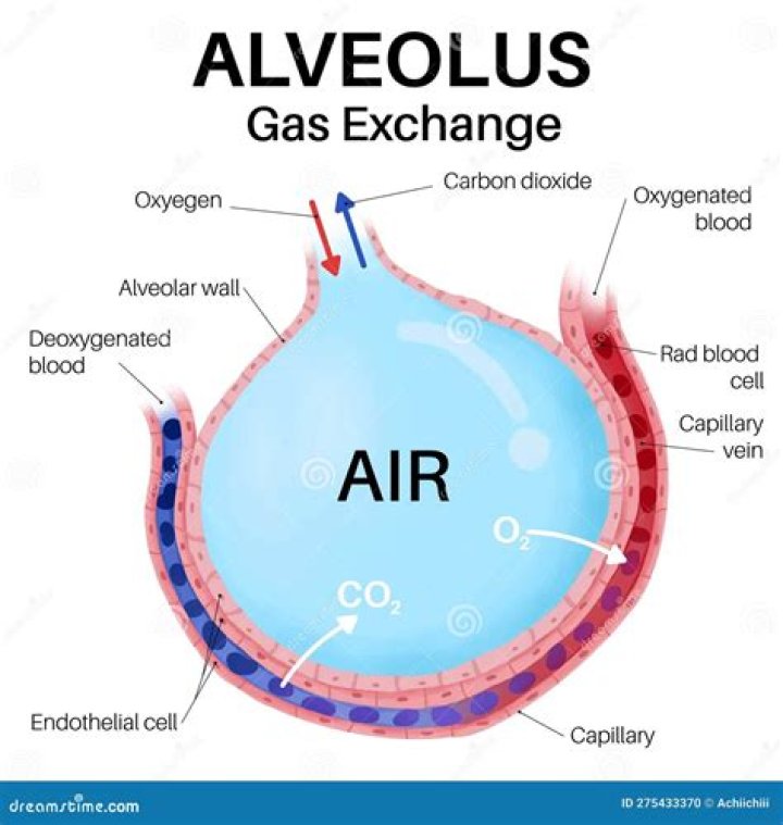 Whats the scientific name for the air sacs in the lungs?