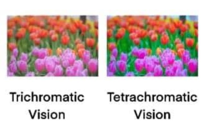 Whats the trichromatic theory?