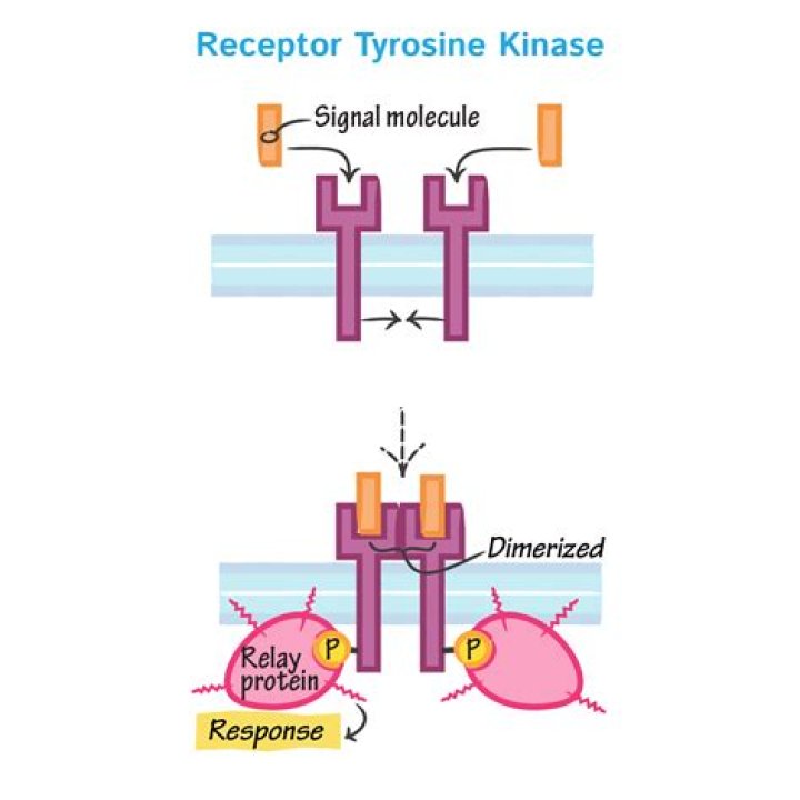 What's tyrosine kinase receptor?