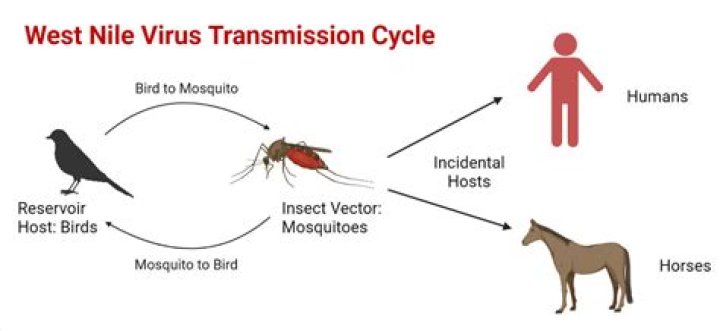 Whats west nile virus?