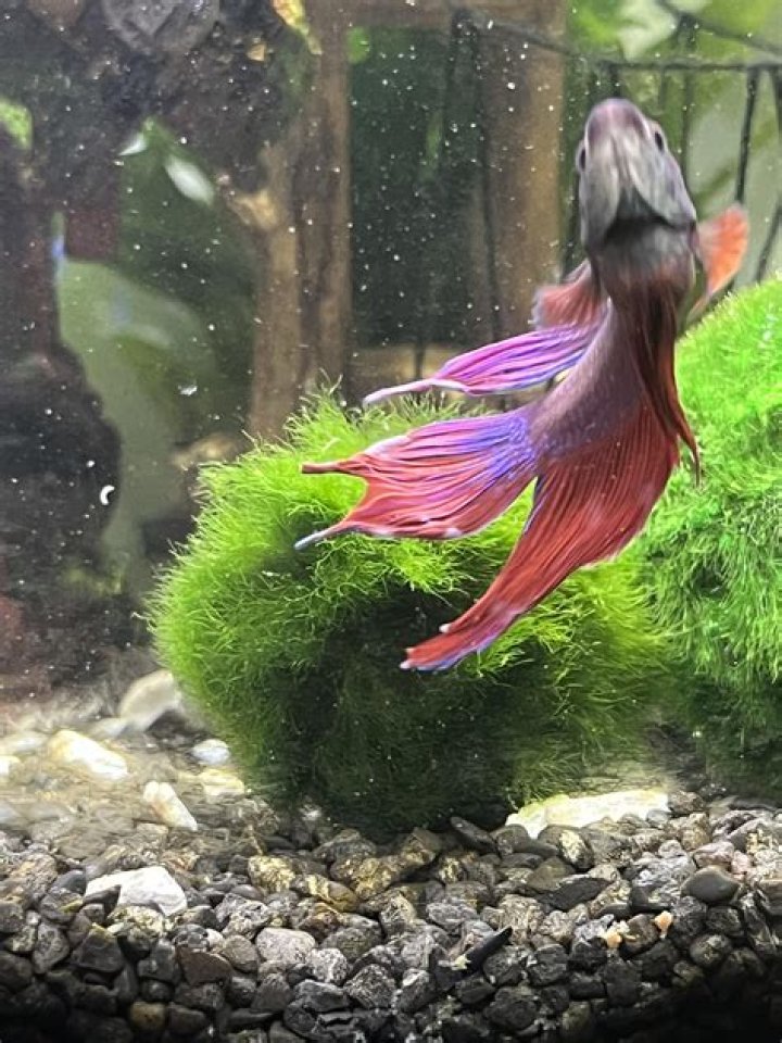 Whats wrong with my bettas tail?