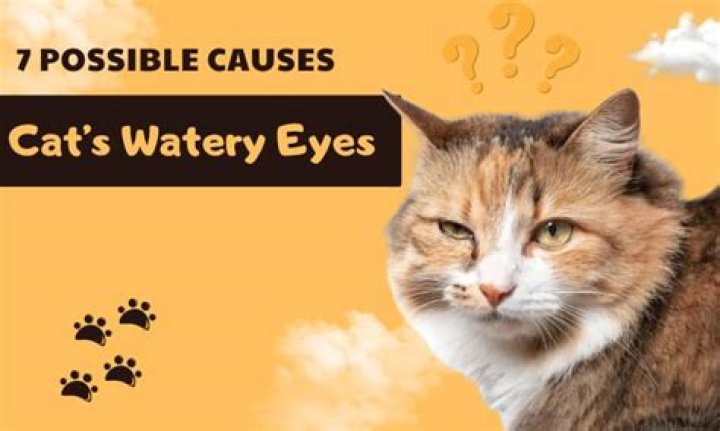When a cat's eye watery?
