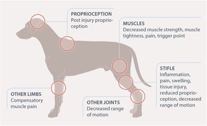When a dog yelps in pain?