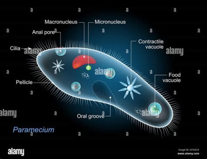 When a paramecium a single celled organism?