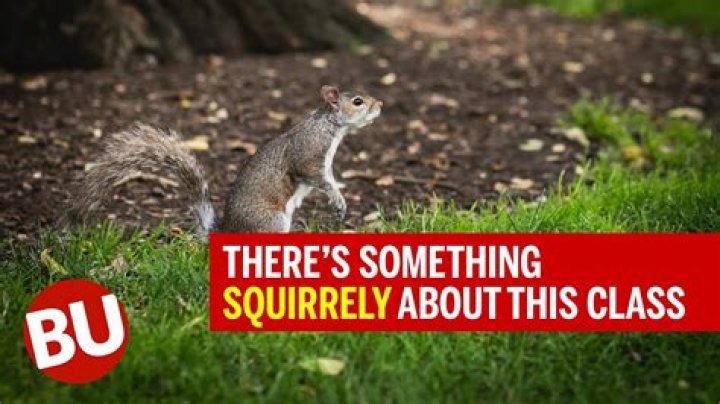 When a person is squirrely?