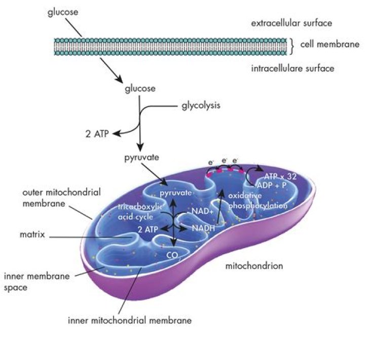 When a striated muscle cell metabolizes glucose?