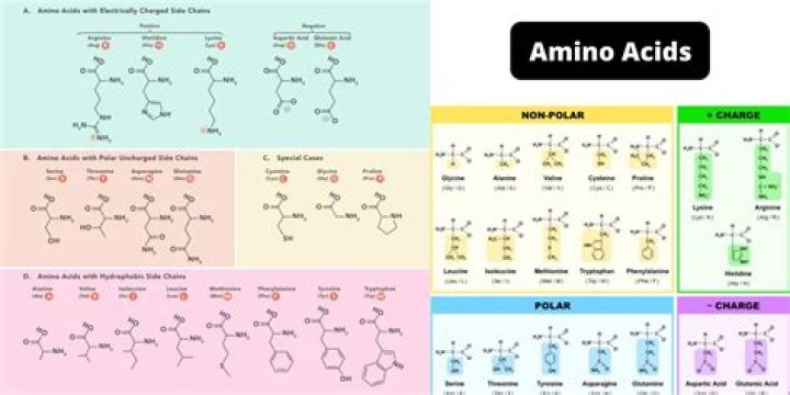 When are amino acids used?