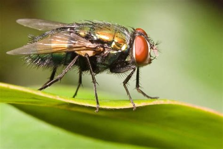 When are blowflies present in and around a body?