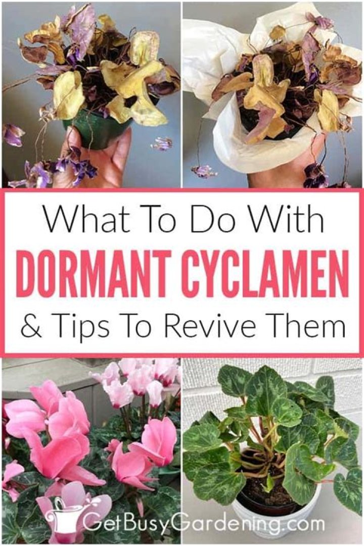 When are cyclamen dormant?