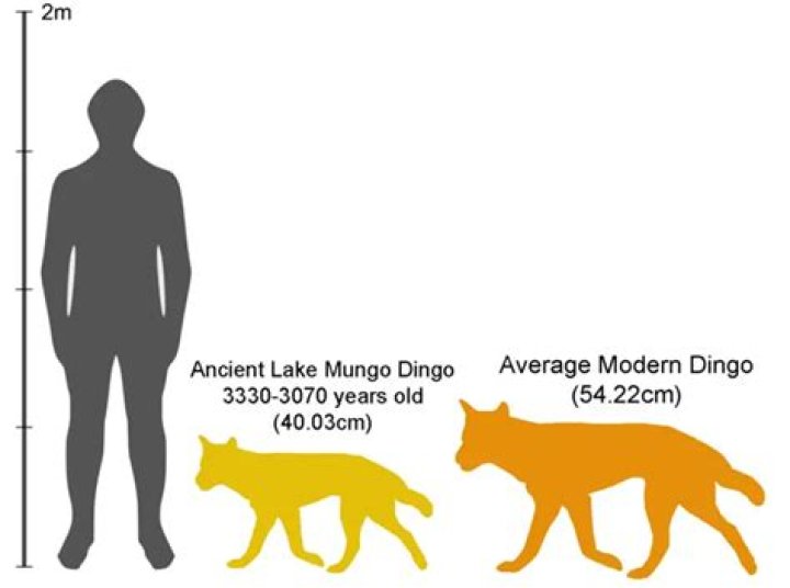 When are dingoes most active?