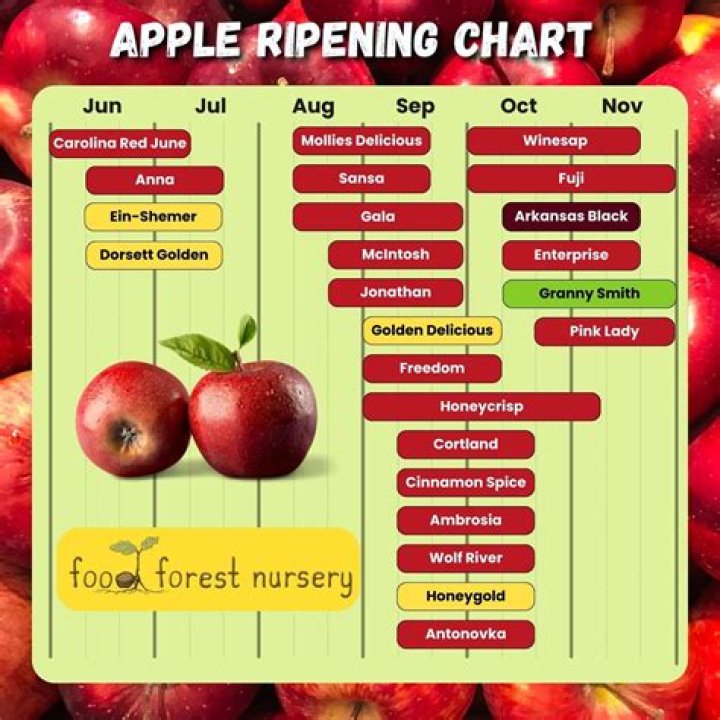 When are haralson apples ready to pick?