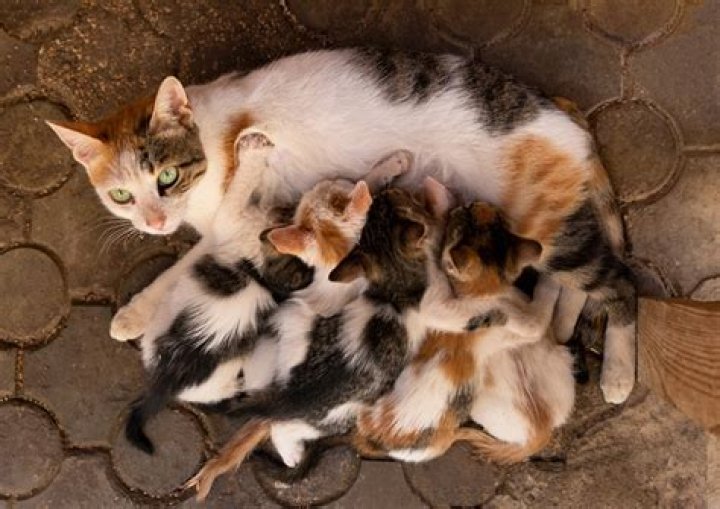 When are kittens safe from tomcats?