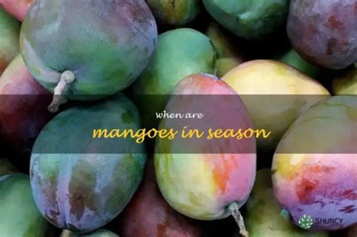 When are mangoes in season?