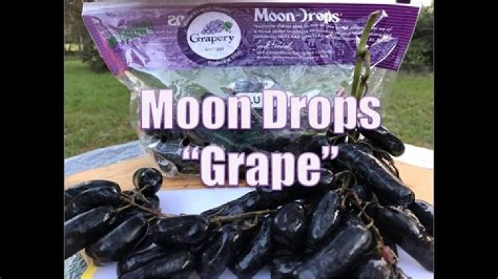 When are moondrop grapes in season?