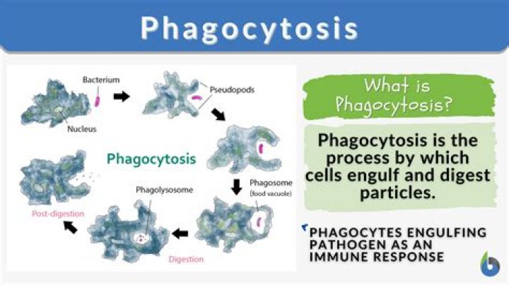 When are phagocytes used?