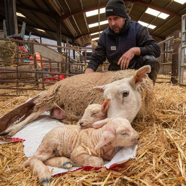 When are spring lambs born?
