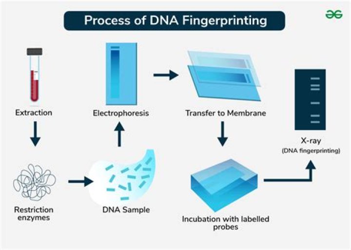 When are you fingerprinted?