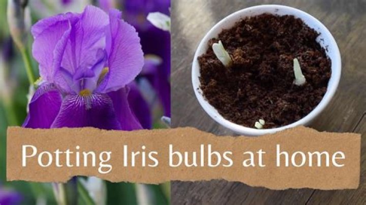 When can iris bulbs be dug up?