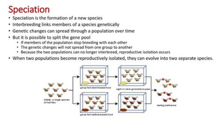When can speciation occur?