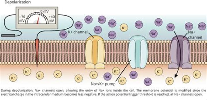 When depolarization of the cell membrane reaches threshold?