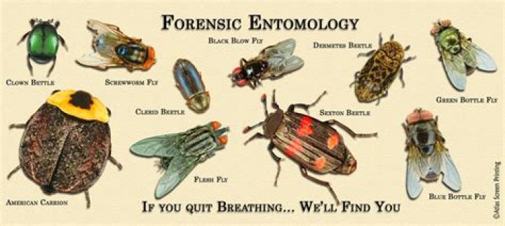 When did forensic entomology start?