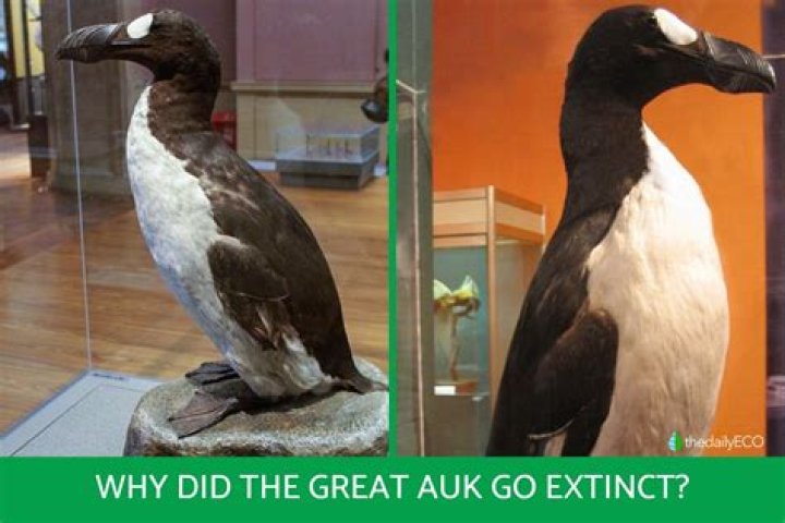 When did the great auk live?