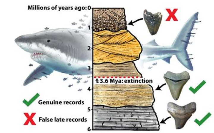 When did the megalodon go extinct?
