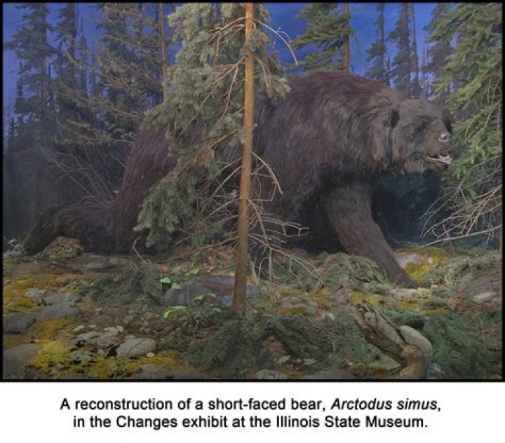 When did the short faced bear live?