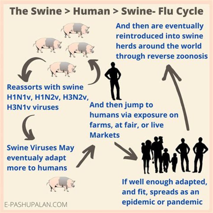 When did the swine flu start?