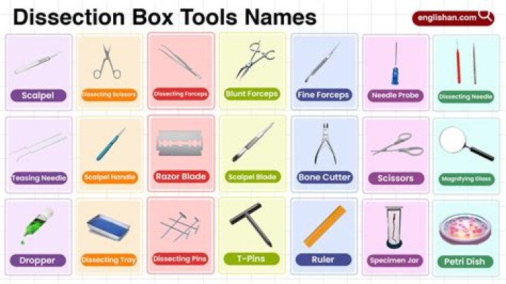 When dissecting a toad what are the best tools to use?