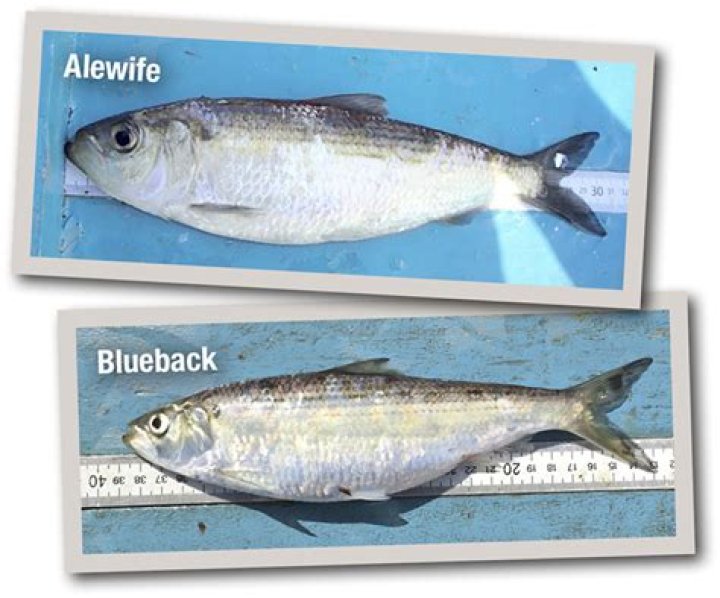 When do alewife spawn?