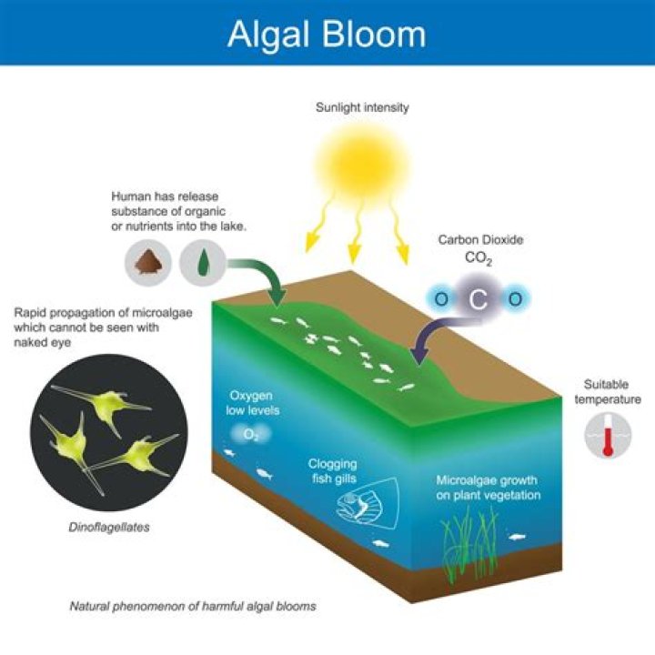 When do algal blooms occur?