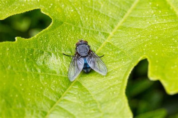 When do blowflies arrive after death?