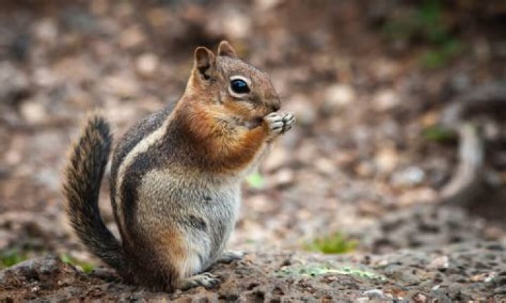 When do chipmunks have babies?