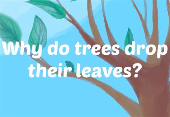 When do cottonwoods drop their leaves?