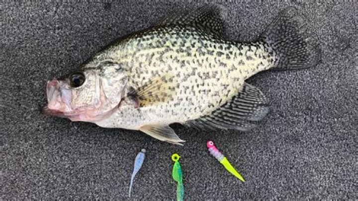 When do crappies spawn in wisconsin?