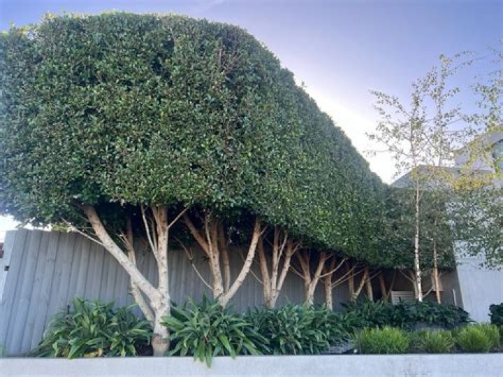 When do ficus trees bloom?