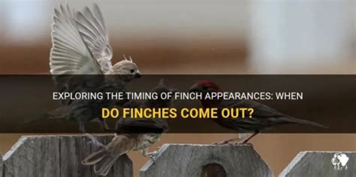 When do finches come out?