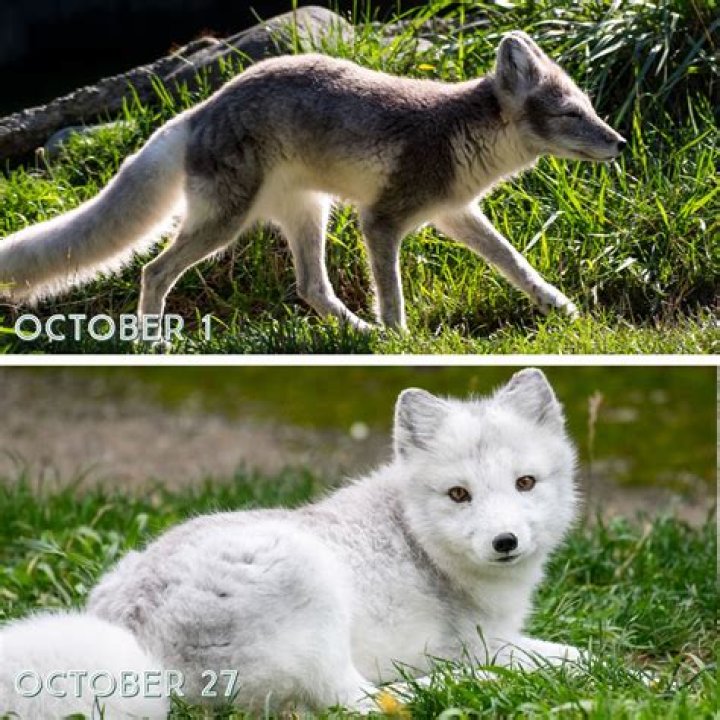 When do fox lose their fur?